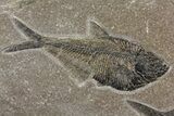 Plate With Two Fossil Fish (Diplomystus) - Wyoming #158598-2